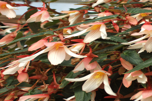 Begonia 'Elegance'